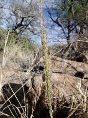 Digitaria insularis, photograph (c) Sue Carnahan, some rights reserved (CC BY)