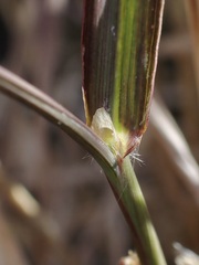 Digitaria insularis, photograph (c) Sue Carnahan, some rights reserved (CC BY)