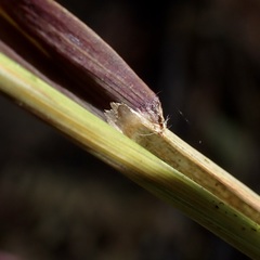 Digitaria insularis, photograph (c) Sue Carnahan, some rights reserved (CC BY)