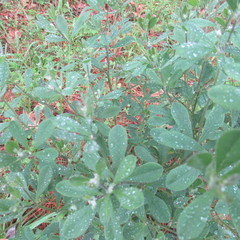 Baptisia nuttalliana