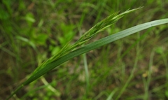 Lolium giganteum