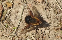 Bombylius discolor