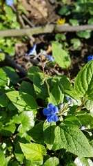 Omphalodes verna