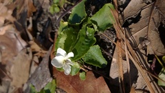 Viola primulifolia