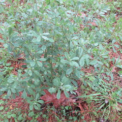 Baptisia nuttalliana