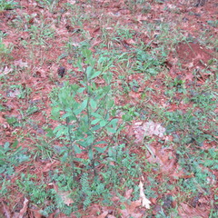 Baptisia nuttalliana