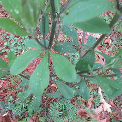 Baptisia nuttalliana