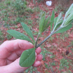 Baptisia nuttalliana