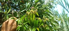 Syzygium zeylanicum