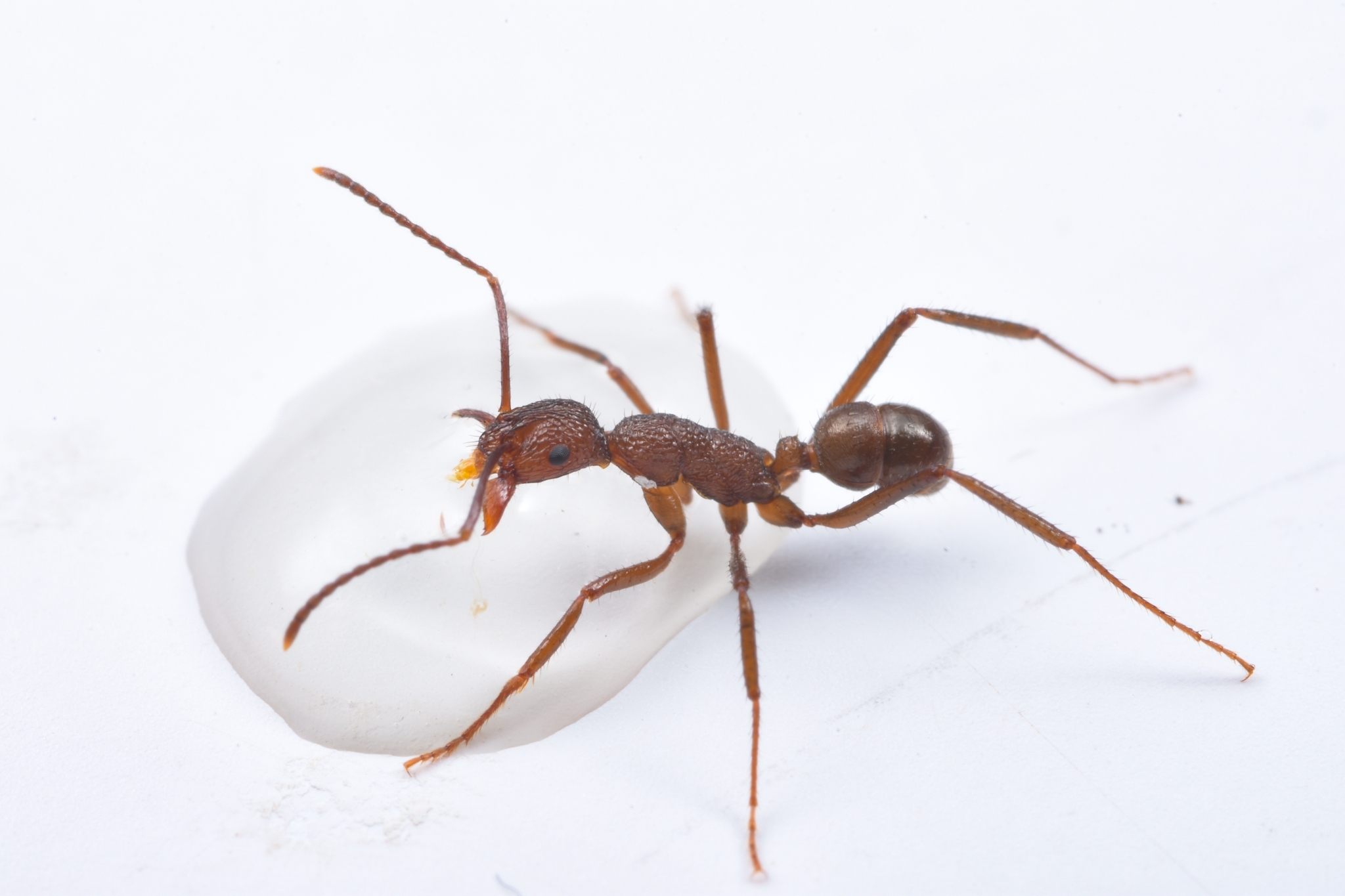 Rhytidoponera foreli