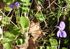 Viola hirta