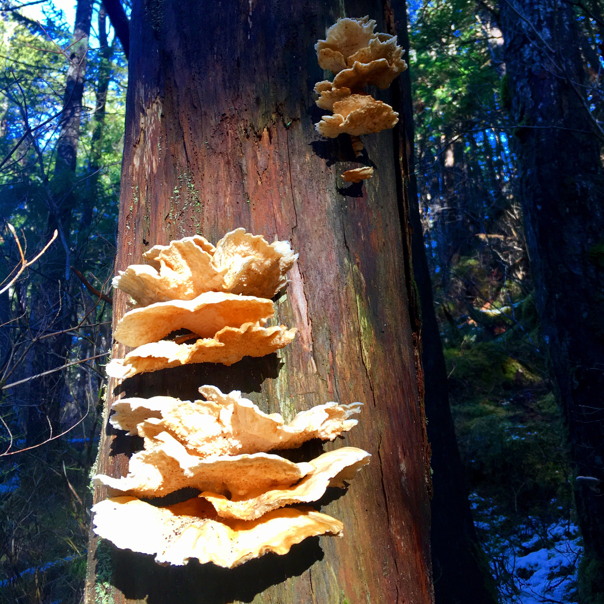 Laetiporus conifericola image