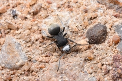Polyrhachis senilis