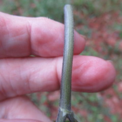 Baptisia nuttalliana