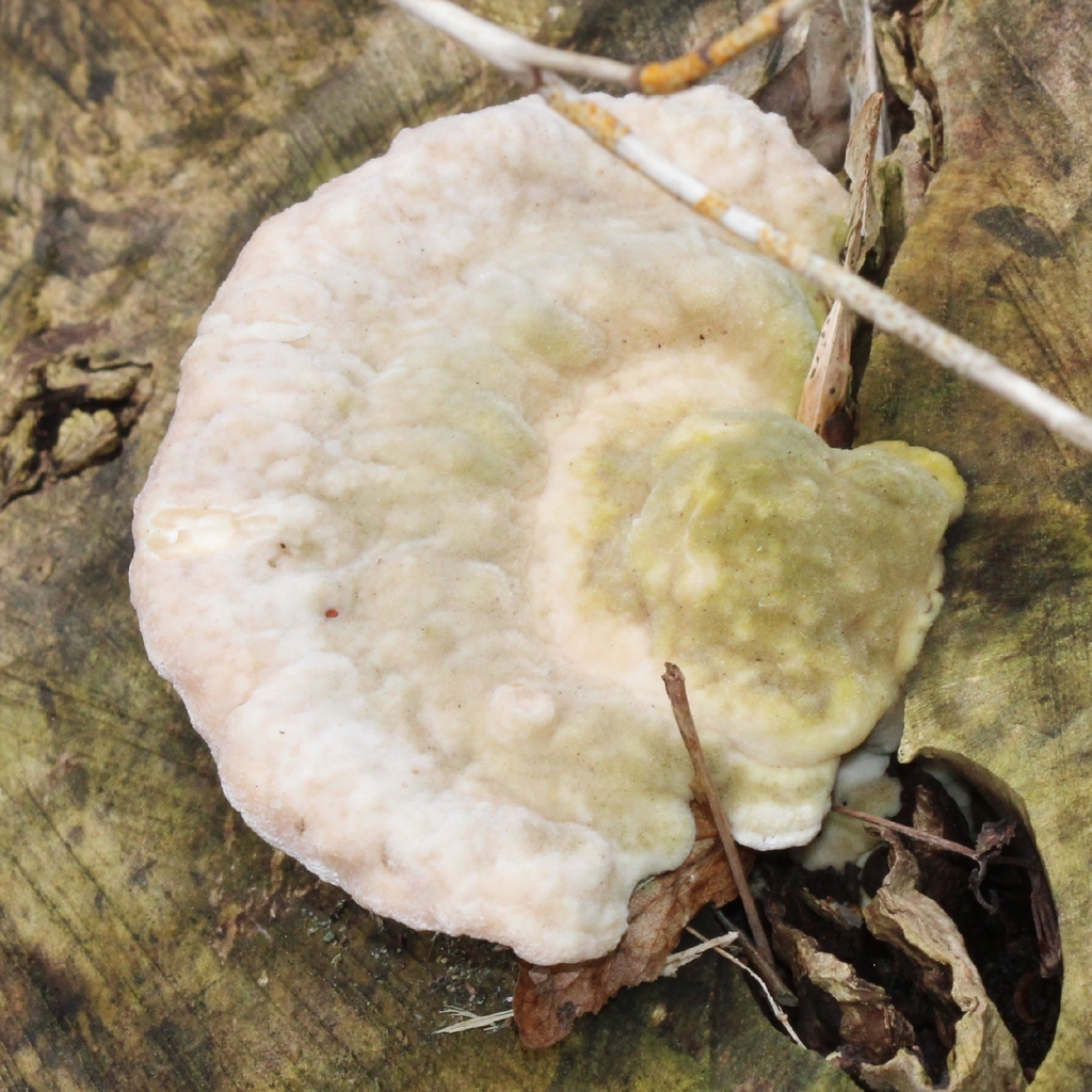 Trametes gibbosa · April 2026 · photo: © adam1420 (iNaturalist, cc-by)