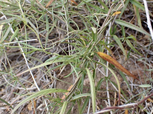 Narrowleaf Swallow-wort (Metastelma mexicanum)