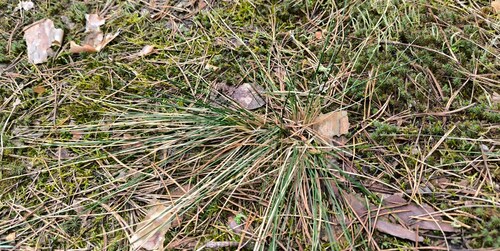 Festuca beckeri, 2026-04-04