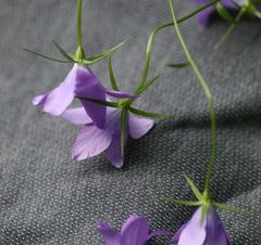 Campanula spatulata