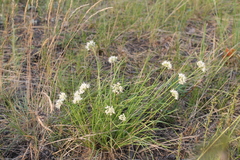 Allium stellerianum