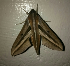 Theretra oldenlandiae