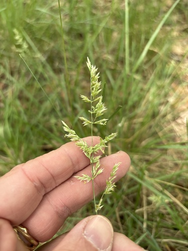 Texas bluegrass (Poa arachnifera)