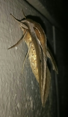 Theretra oldenlandiae