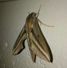 Theretra oldenlandiae