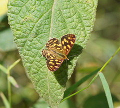 Oreixenica kershawi