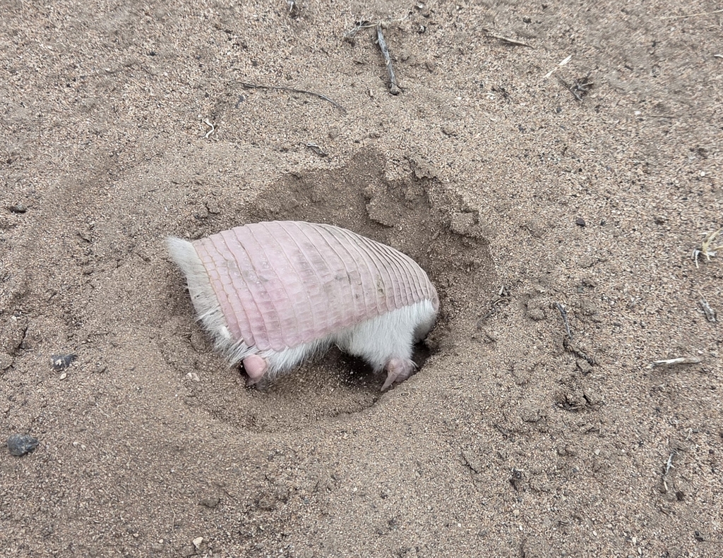 Pink Fairy Armadillo