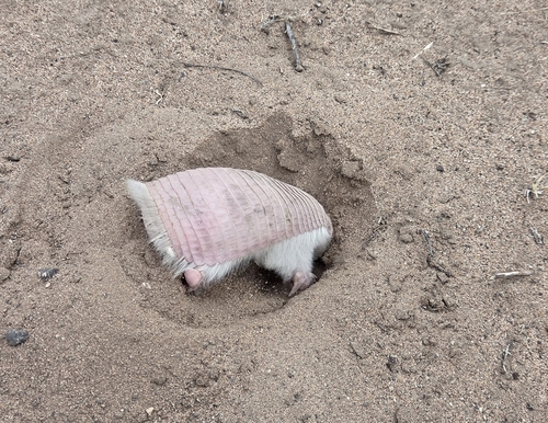 Pink Fairy Armadillo