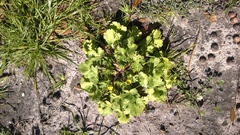 Ranunculus parviflorus