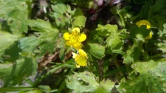 Ranunculus parviflorus