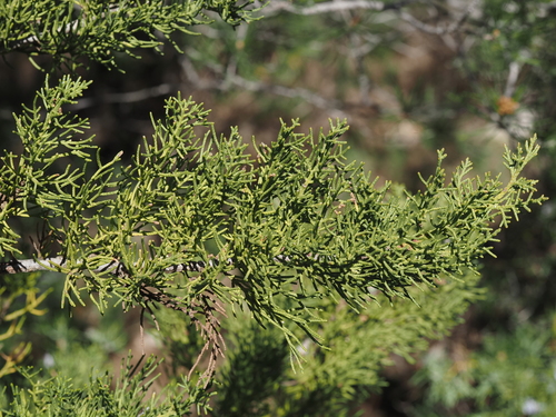 Phoenician Juniper (Juniperus phoenicea)