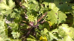 Ranunculus parviflorus