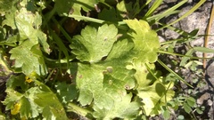 Ranunculus parviflorus