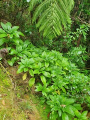 Lobelia physaloides