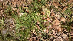 Gamochaeta calviceps