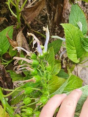 Lobelia physaloides