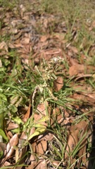 Gamochaeta calviceps