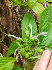 Lobelia physaloides
