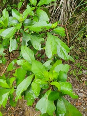 Lobelia physaloides