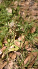 Gamochaeta calviceps