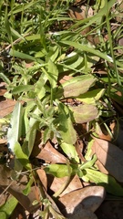 Gamochaeta calviceps