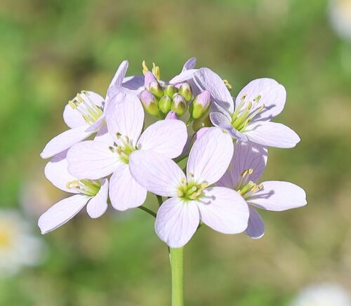 Cardamine pratensis iNat (2)