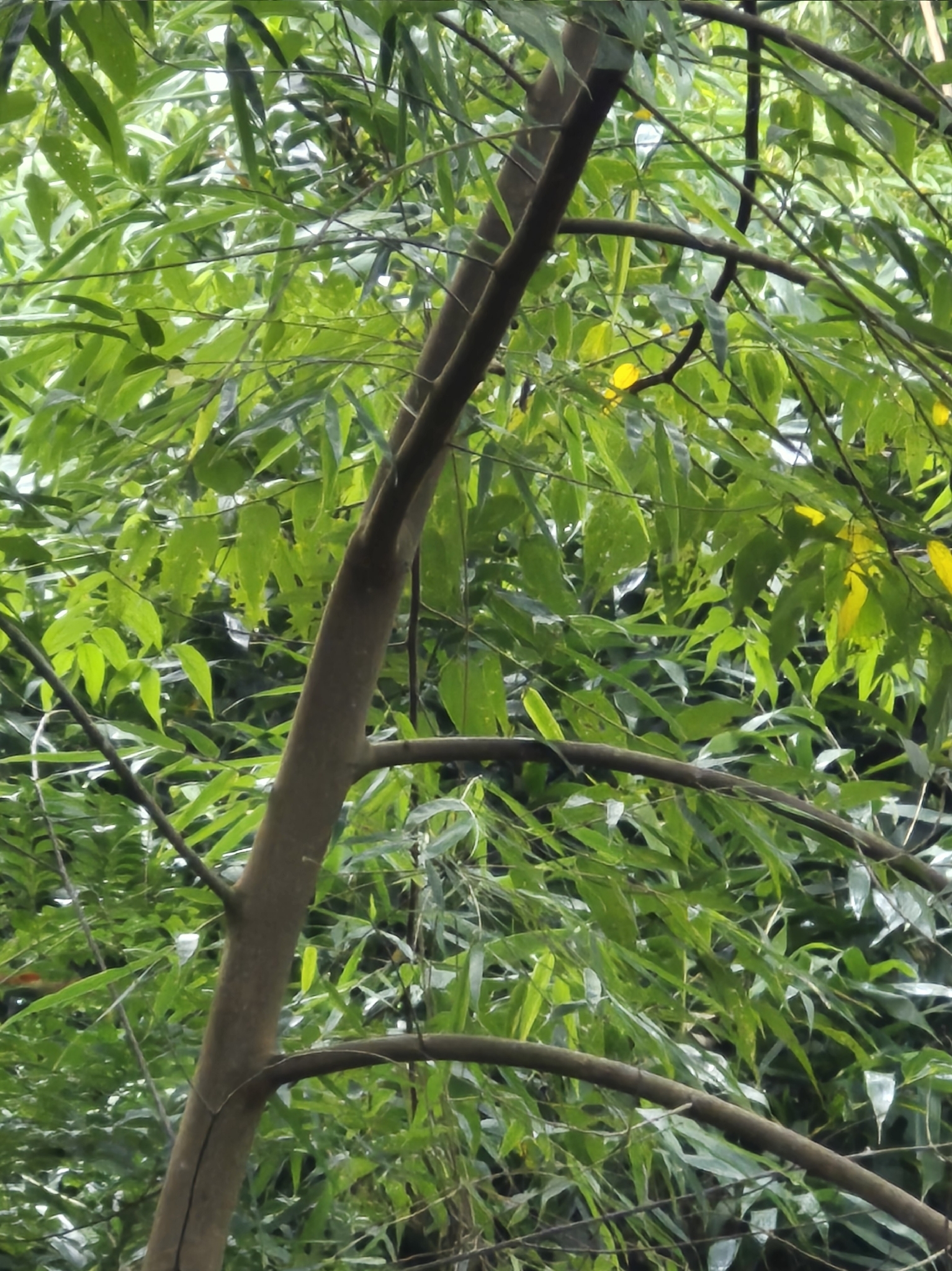 Jamaican Nettletree (Trema micranthum)