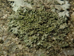 Phaeophyscia nigricans