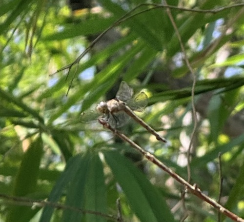 Swampwatcher