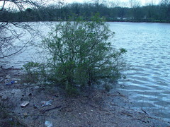 Ligustrum ovalifolium