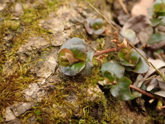 Lysimachia nummularia