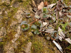 Lysimachia nummularia